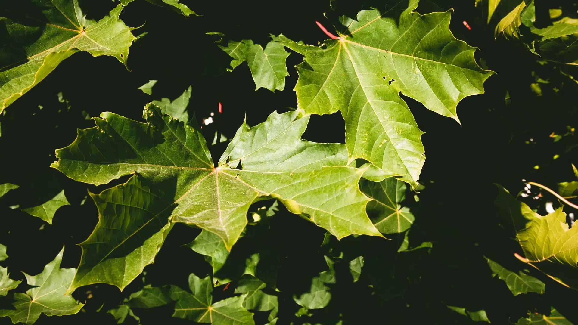 energia, liśc klonu, maple